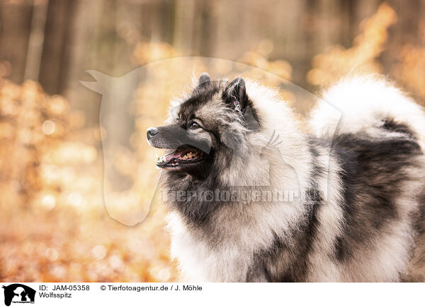 Wolfsspitz / Keeshond / JAM-05358