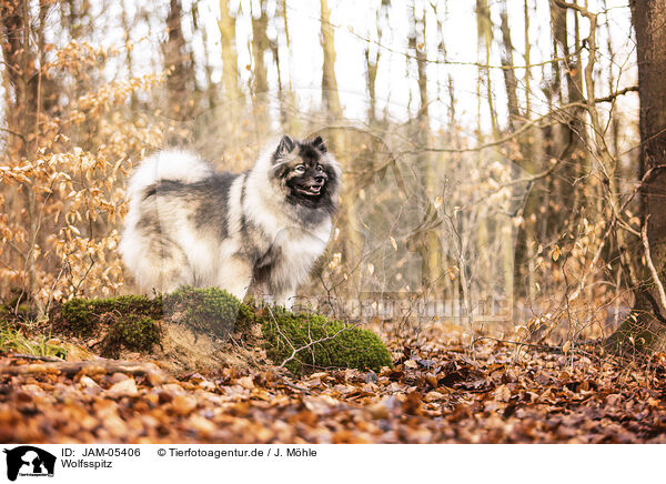 Wolfsspitz / Keeshond / JAM-05406