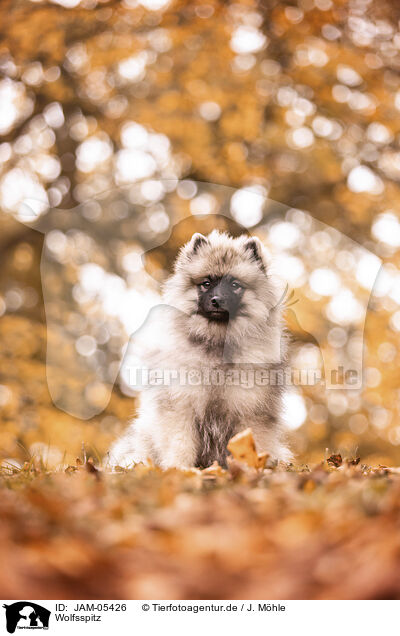 Wolfsspitz / Keeshond / JAM-05426