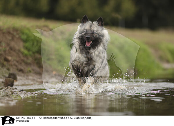 Wolfsspitz / KB-16741