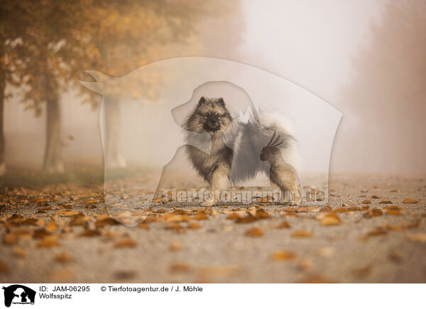 Wolfsspitz / JAM-06295
