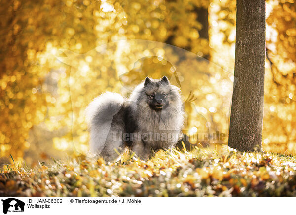 Wolfsspitz / Keeshond / JAM-06302