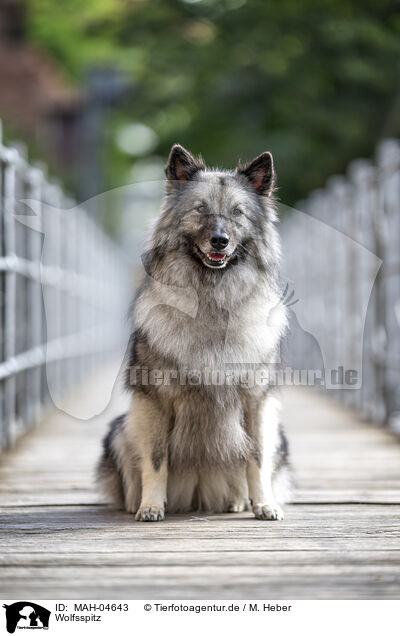 Wolfsspitz / MAH-04643