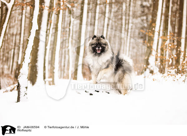 Wolfsspitz / Keeshond / JAM-06594