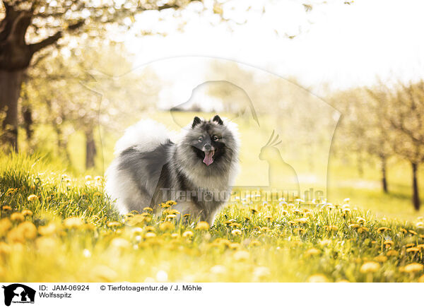 Wolfsspitz / Keeshond / JAM-06924