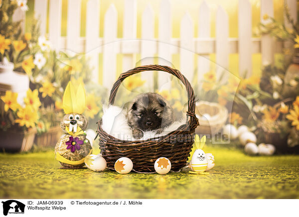Wolfsspitz Welpe / Keeshond puppy / JAM-06939