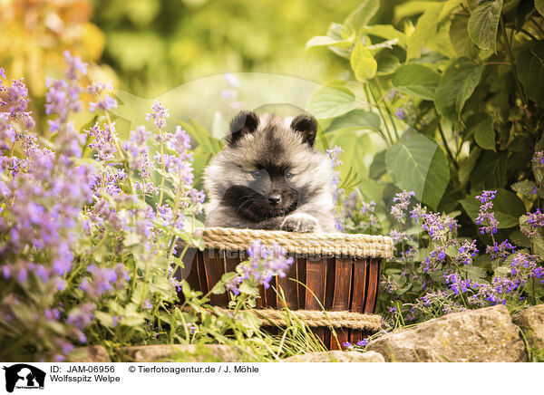 Wolfsspitz Welpe / Keeshond puppy / JAM-06956