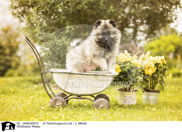 Wolfsspitz Welpe / Keeshond puppy / JAM-06970