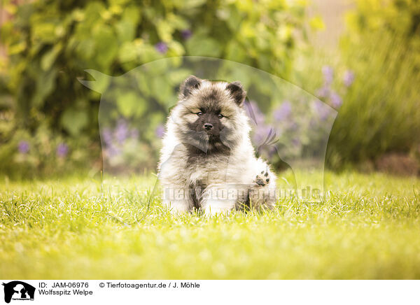 Wolfsspitz Welpe / Keeshond puppy / JAM-06976
