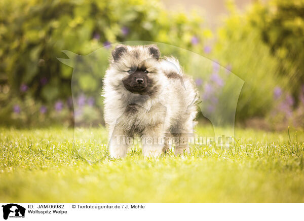 Wolfsspitz Welpe / Keeshond puppy / JAM-06982