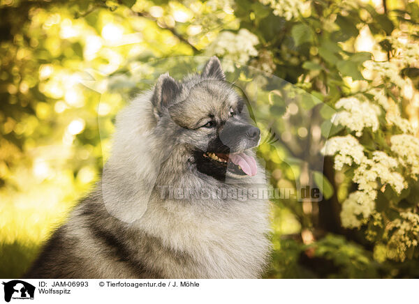Wolfsspitz / Keeshond / JAM-06993