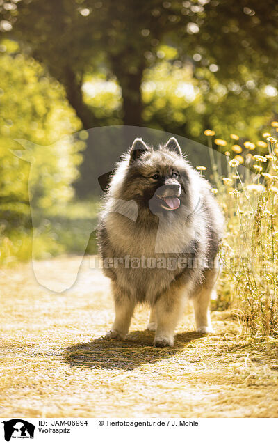 Wolfsspitz / Keeshond / JAM-06994