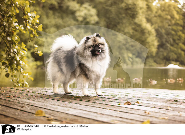 Wolfsspitz / Keeshond / JAM-07348