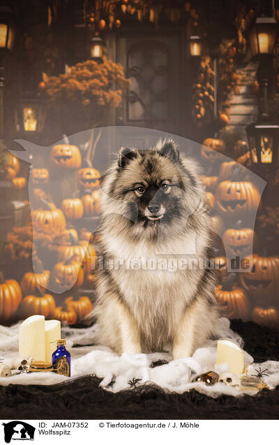 Wolfsspitz / Keeshond / JAM-07352