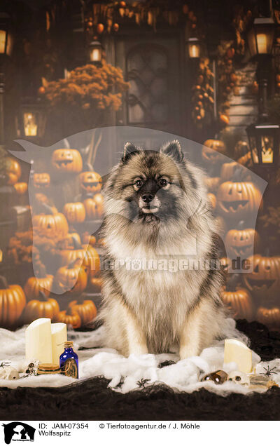 Wolfsspitz / Keeshond / JAM-07354