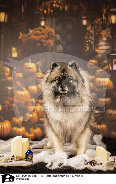 Wolfsspitz / Keeshond / JAM-07355