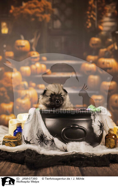 Wolfsspitz Welpe / Keeshond puppy / JAM-07360