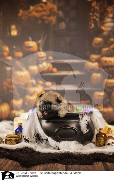 Wolfsspitz Welpe / Keeshond puppy / JAM-07366