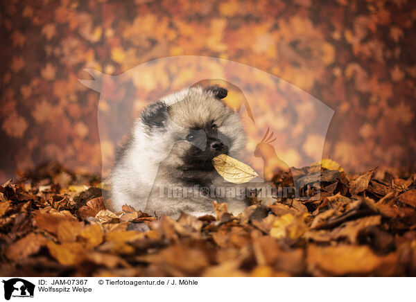 Wolfsspitz Welpe / Keeshond puppy / JAM-07367