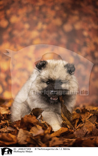 Wolfsspitz Welpe / Keeshond puppy / JAM-07369
