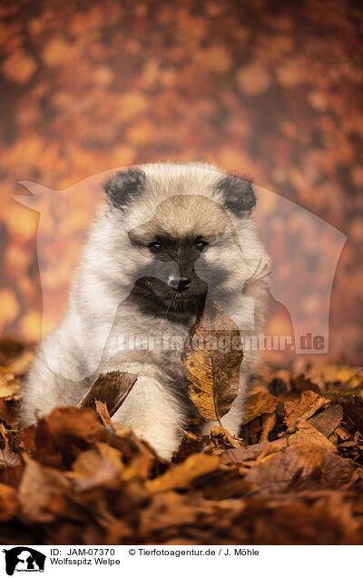 Wolfsspitz Welpe / Keeshond puppy / JAM-07370