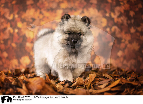 Wolfsspitz Welpe / Keeshond puppy / JAM-07376