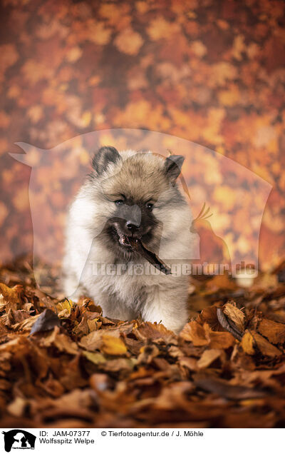 Wolfsspitz Welpe / Keeshond puppy / JAM-07377
