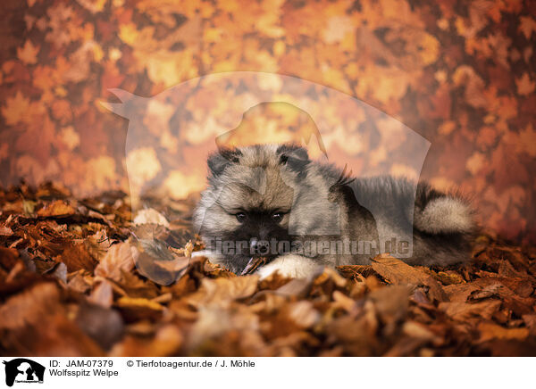 Wolfsspitz Welpe / Keeshond puppy / JAM-07379