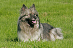 Wolfsspitz liegt im gras