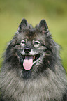 Deutscher Wolfsspitz Portrait