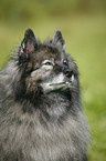 Deutscher Wolfsspitz Portrait