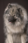 Wolfsspitz Portrait