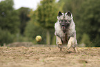 Wolfsspitz