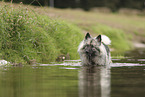 Wolfsspitz