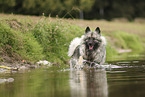 Wolfsspitz