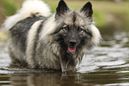 Wolfsspitz
