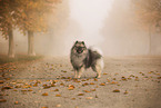 Wolfsspitz
