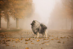 Wolfsspitz