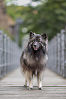 Wolfsspitz