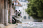 Wolfsspitz