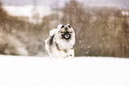 Wolfsspitz