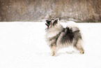 Wolfsspitz