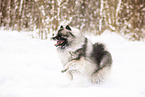 Wolfsspitz