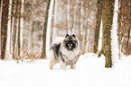 Wolfsspitz