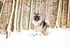 Wolfsspitz