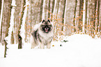Wolfsspitz