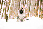 Wolfsspitz