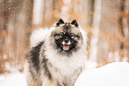 Wolfsspitz