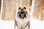Wolfsspitz
