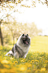 Wolfsspitz